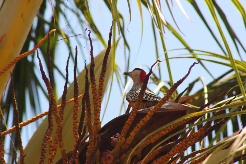 File:West Indian woodpecker (Melanerpes superciliaris), Cuba 2021.jpg