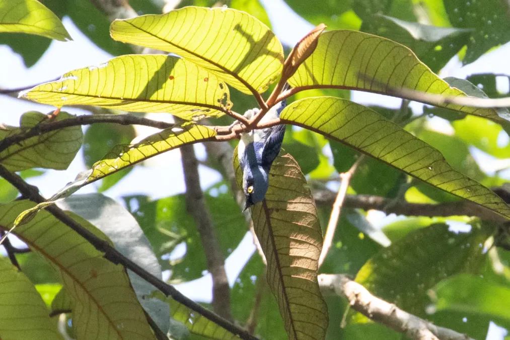 File:Dacnis albiventris 104998356.jpg