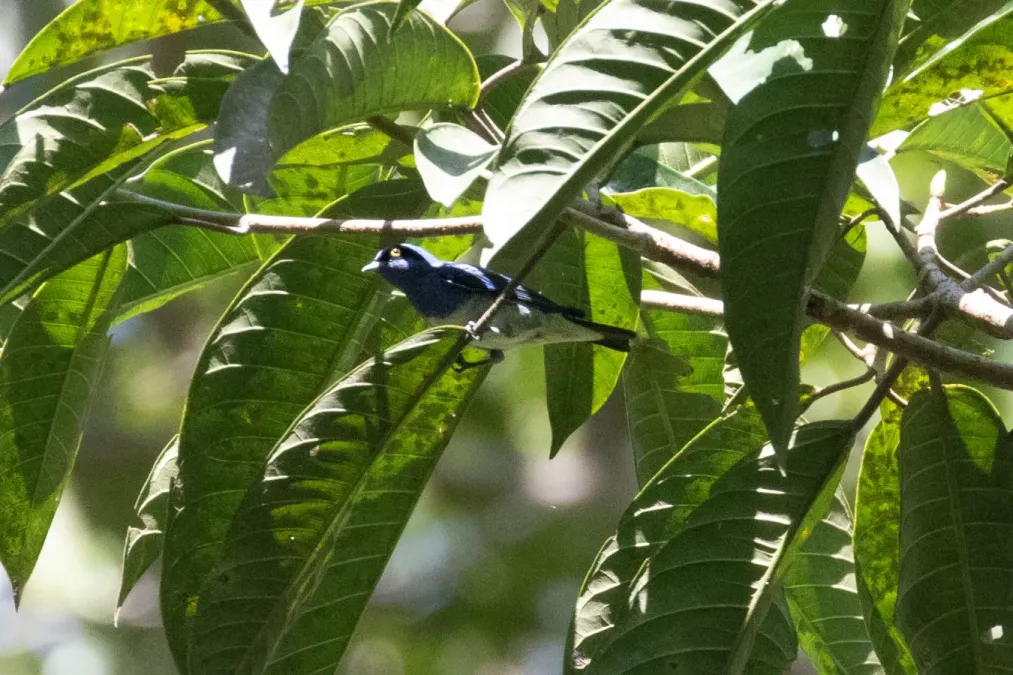 File:Dacnis albiventris 104998468.jpg
