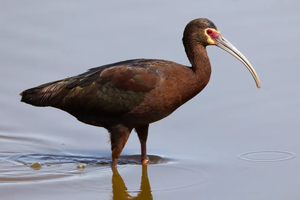File:Adult white-faced ibis (Plegadis chihi)-4026.jpg