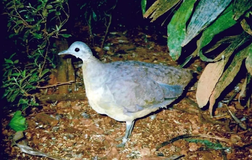 File:Tinamus guttatus1.jpg