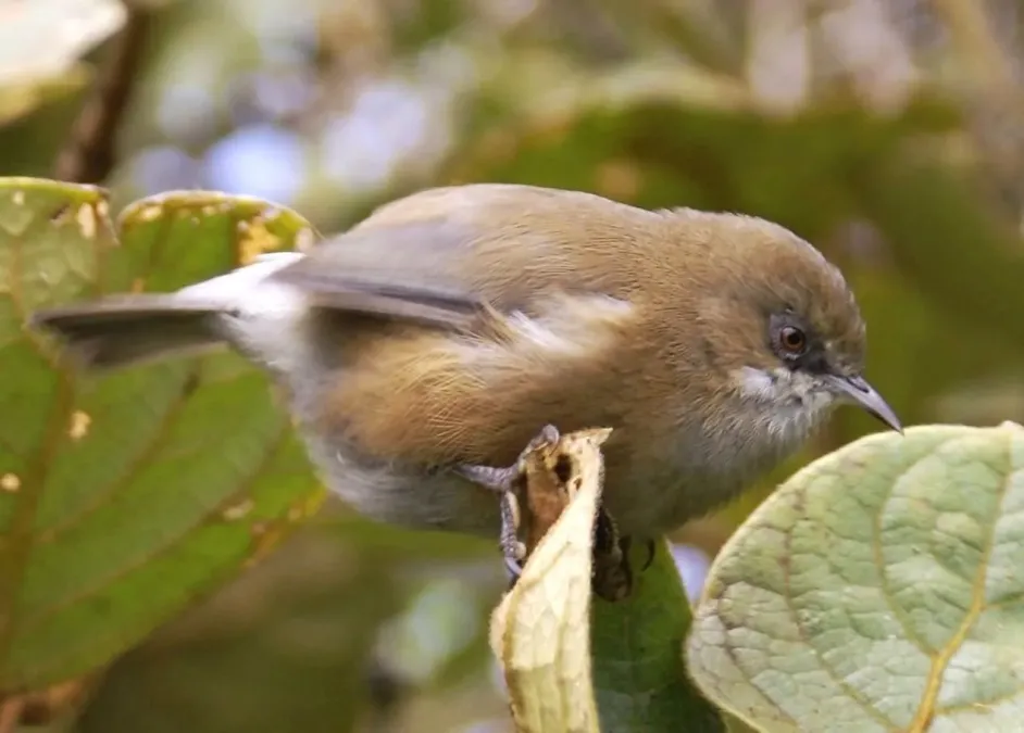 File:Zosterops borbonicus borbonicus, crop.jpg