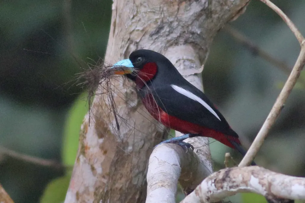 File:Cymbirhynchus macrorhynchos 114828821.jpg