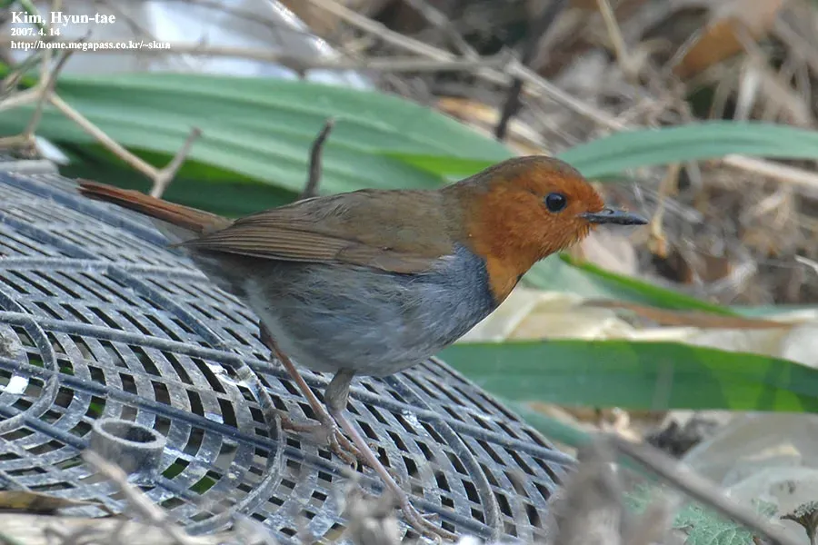 File:Larvivora akahige 2781297.jpg