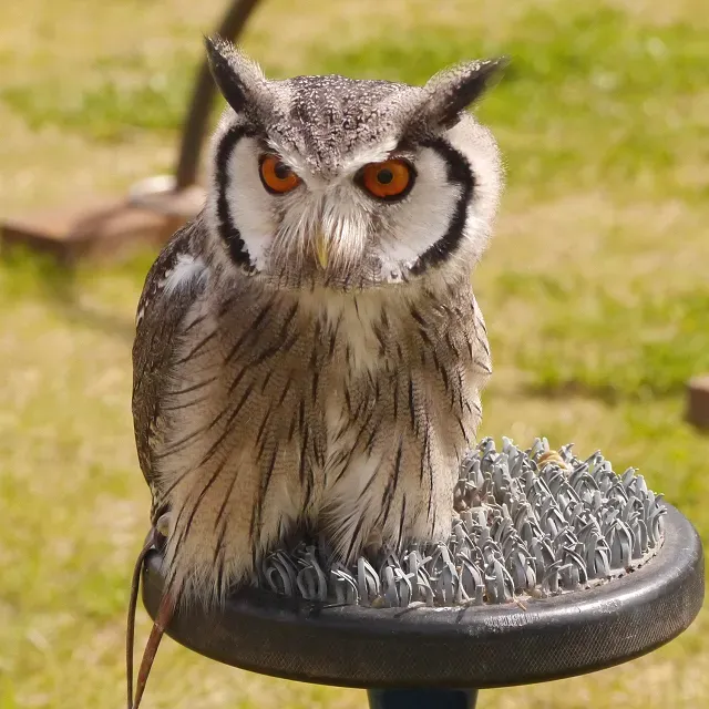 File:Southern White-Faced Owl (Ptilopsis granti) - geograph.org.uk - 3449451.jpg