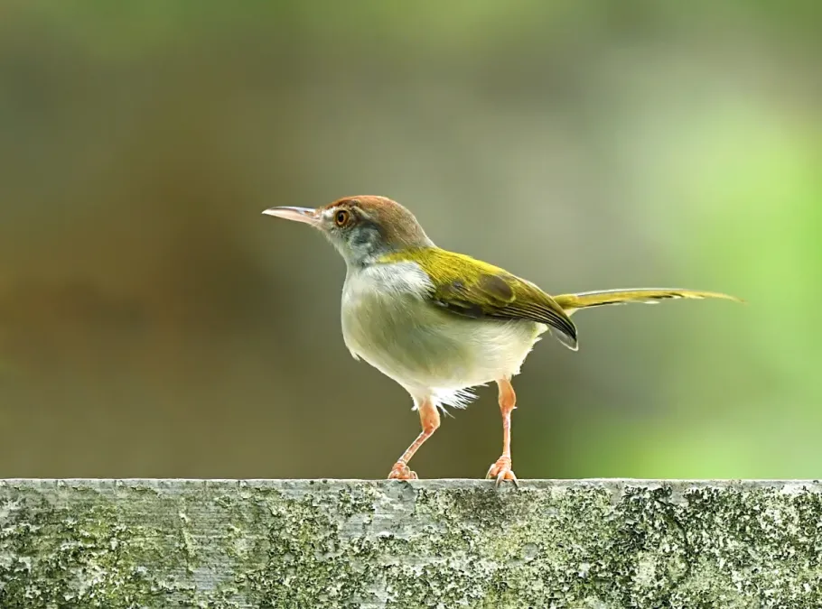 File:Orthotomus sutorius - Rotstirnschneidervogel 192093523.jpg