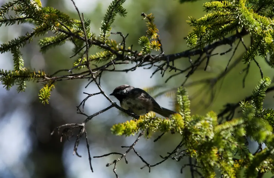 File:Poecile hudsonicus 1.jpg
