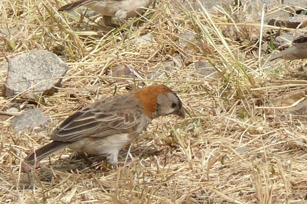 File:Sporopipes frontalis emini.jpg