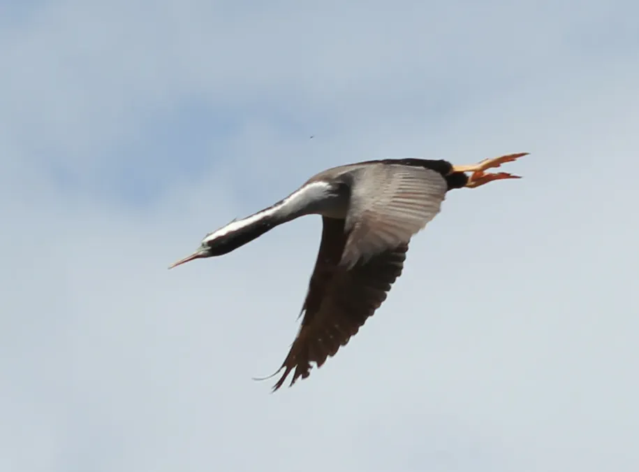 File:Spotted Shag (Phalacrocorax punctatus) in flight.jpg