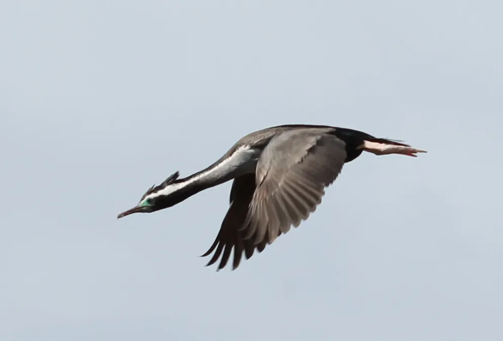 File:Spotted Shag (Phalacrocorax punctatus) in flight 2.jpg