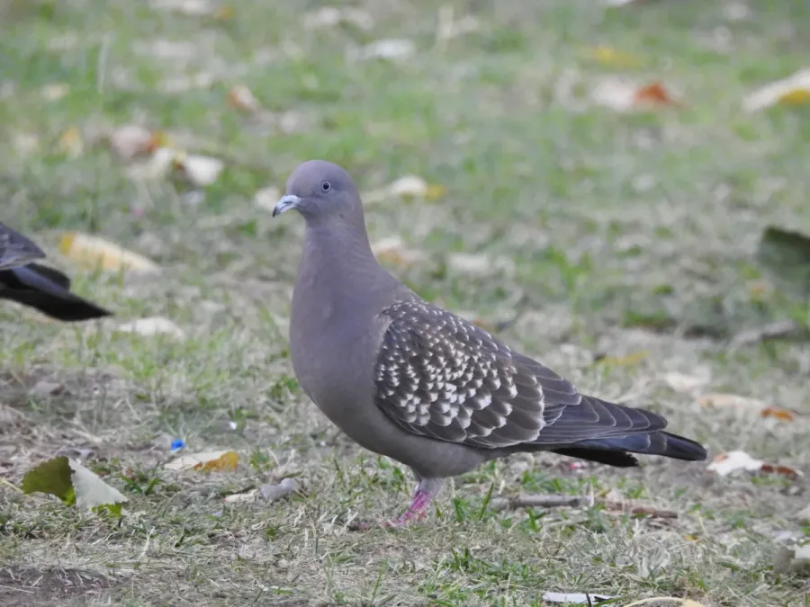 File:Patagioenas maculosa 108844786.jpg