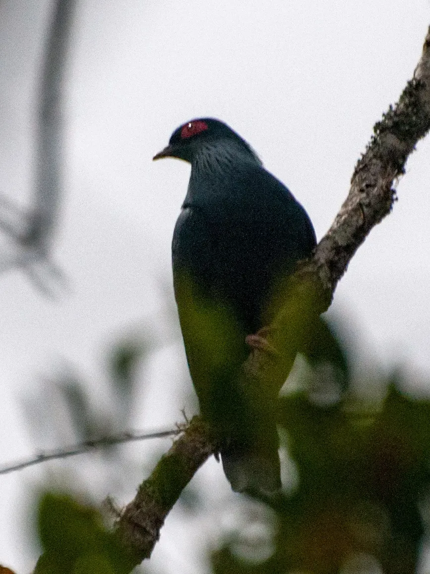 File:Alectroenas madagascariensis 60586350.jpg