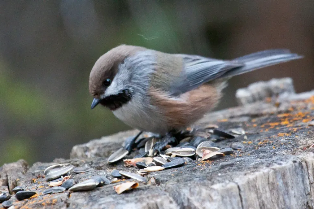 File:Poecile hudsonicus 7.jpg