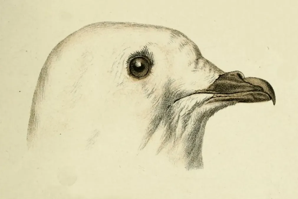 File:Pagodroma nivea (illust. by A. Pagenstecher).jpg