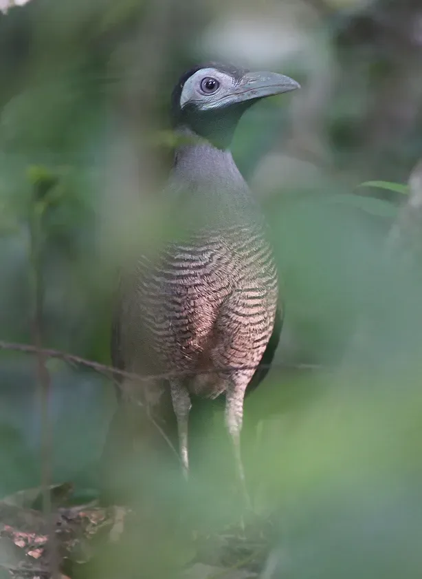 File:Carpococcyx radiceus 102418105 (cropped).jpg
