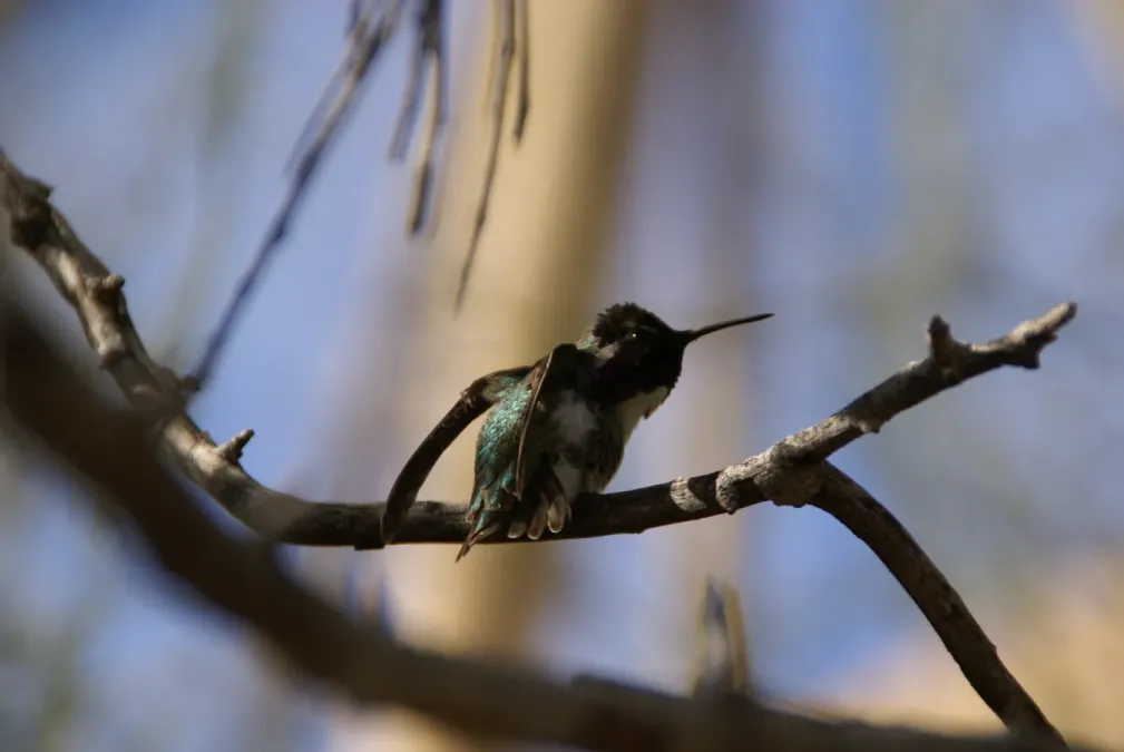 File:Calypte costae DSC07676.jpg
