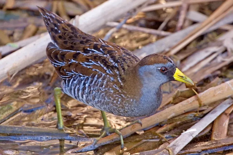File:Sora (Porzana carolina).jpg