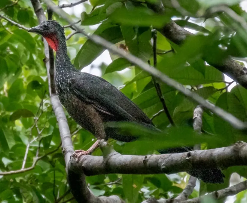 File:Penelope marail - Marail Guan; Presidente Figueiredo, Amazonas, Brazil (cropped).jpg