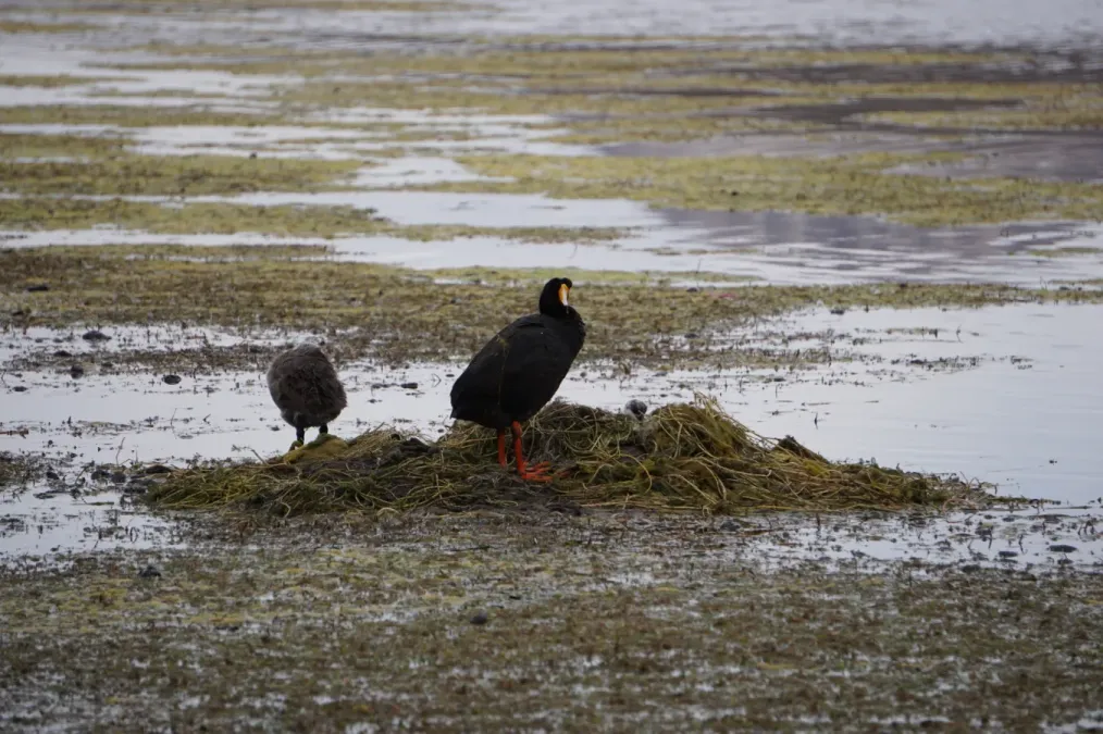 File:Fulica gigantea 61092449.jpg