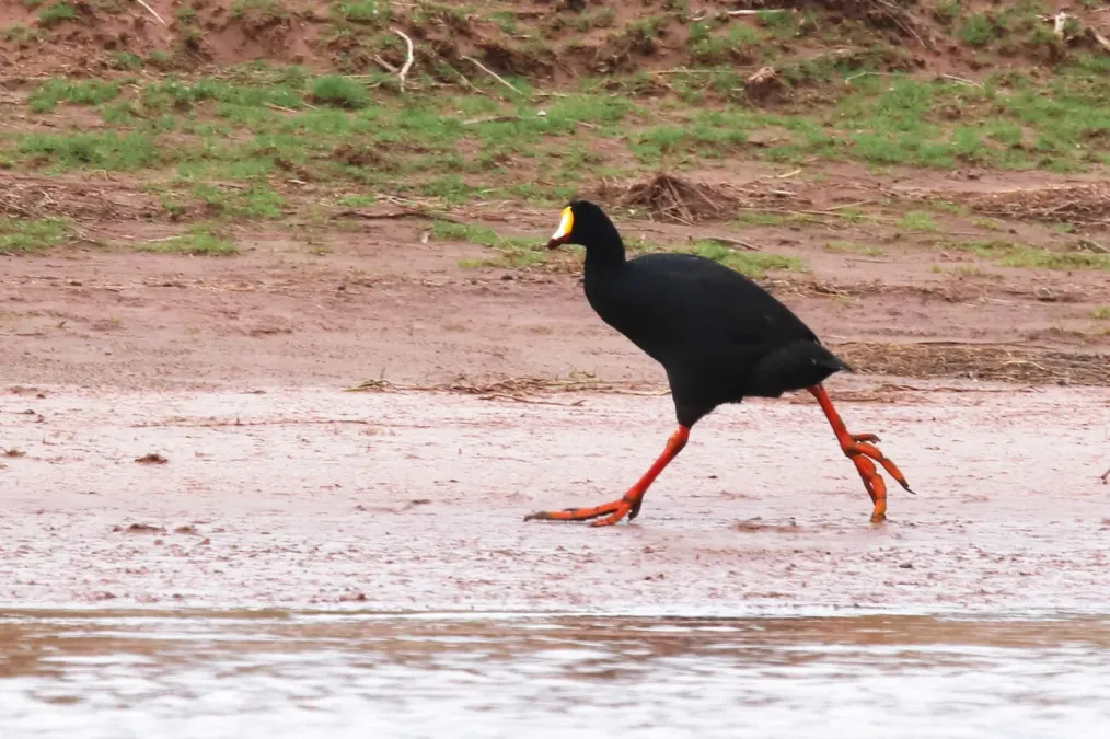File:Fulica gigantea 17618273.jpg