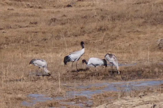 File:Grus nigricollis 7726319.jpg