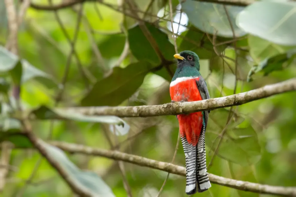File:Trogon collaris - Fernando Flores.jpg