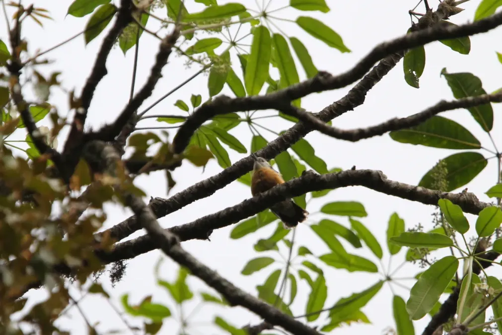File:Sitta formosa 94295595.jpg