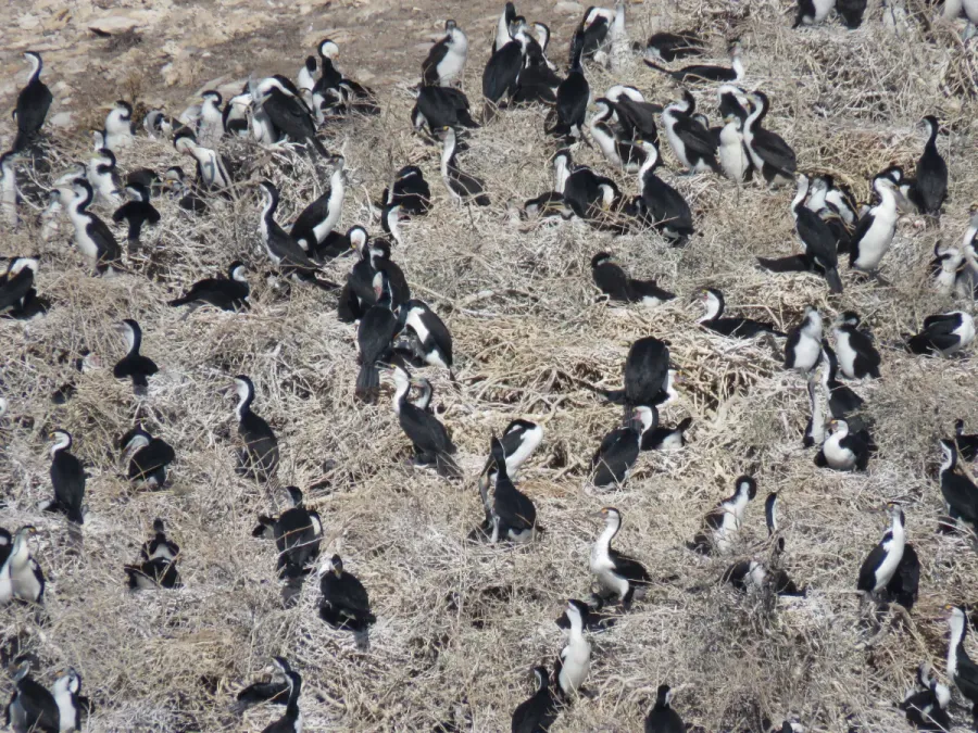 File:Australian Pied Cormorants (Phalacrocorax varius) on Penguin Island, May 2022 01.jpg