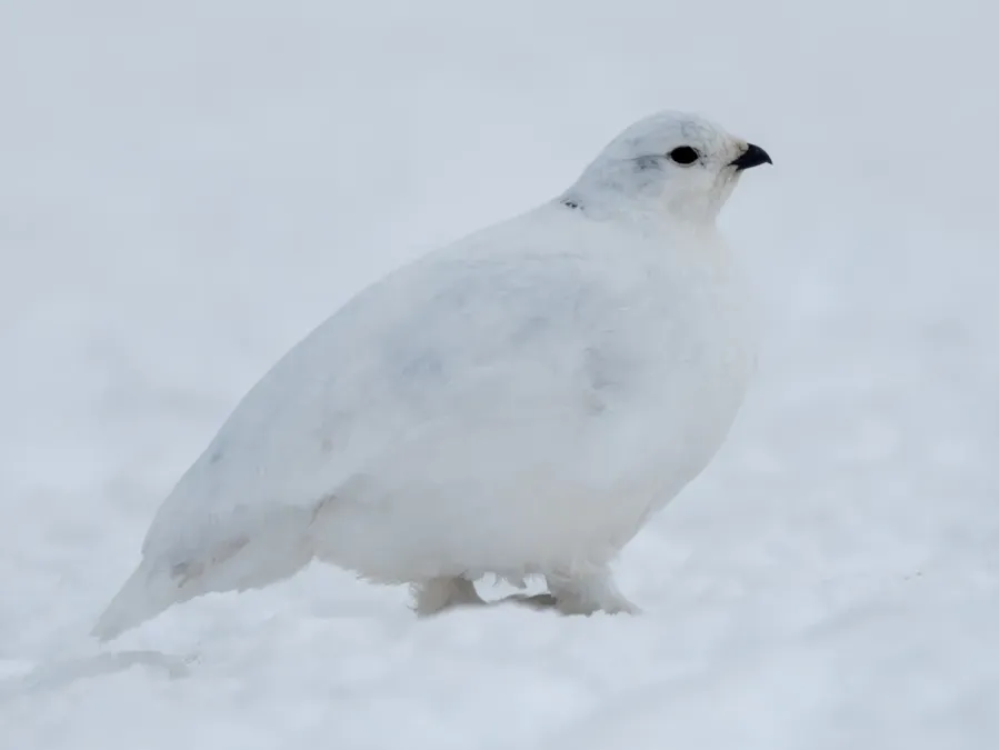 File:White-tailed Ptarmigan (Lagopus leucura) (19728015794) (cropped).jpg