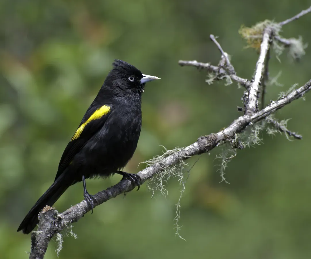File:Cacicus chrysopterus -Reserva Guainumbi, Sao Luiz do Paraitinga, Sao Paulo, Brasil-8.jpg