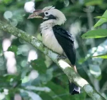 File:Penelopides affinis (cropped).jpg