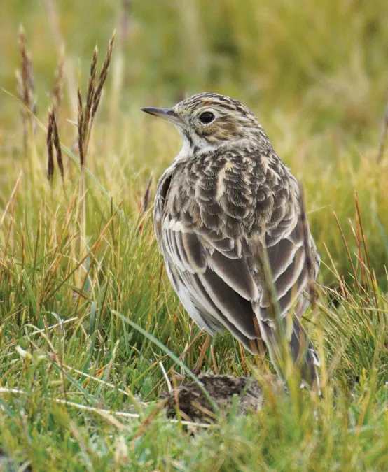 File:Short-billed Pipit (Anthus furcatus) Laguna Conococha.jpg