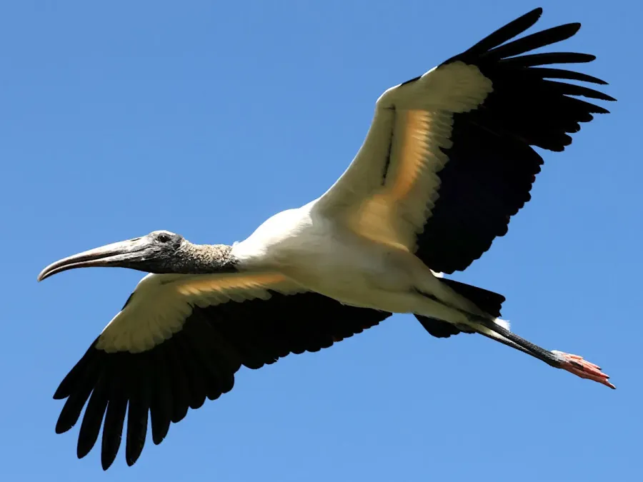 File:Mycteria americana gliding.jpg