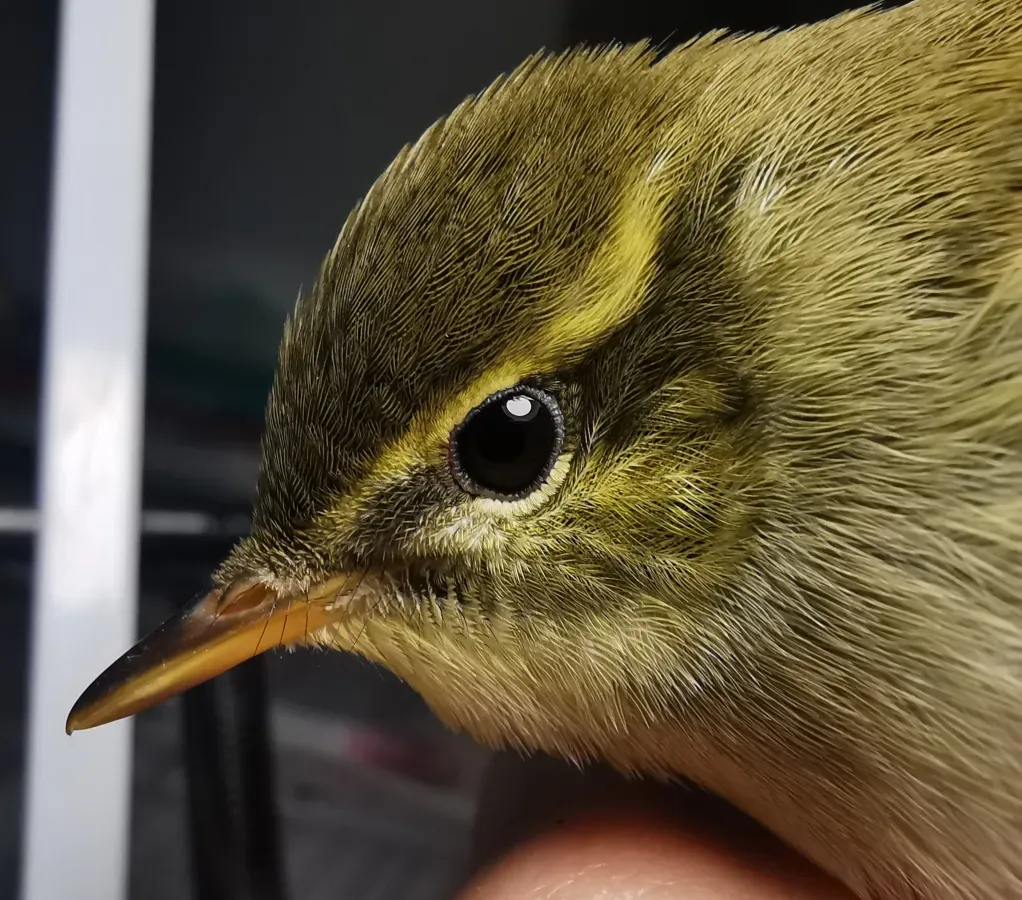 File:Phylloscopus examinandus 159445613.jpg