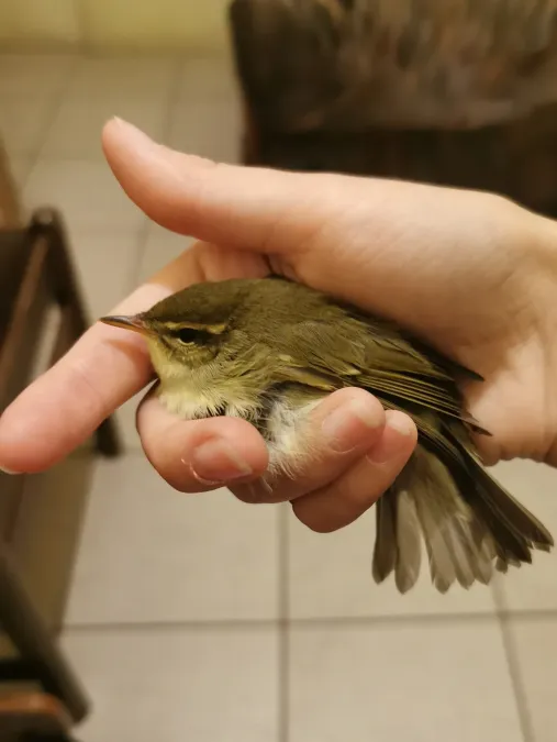 File:Phylloscopus examinandus 159445637.jpg