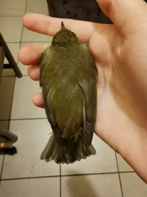 File:Phylloscopus examinandus 159445662.jpg