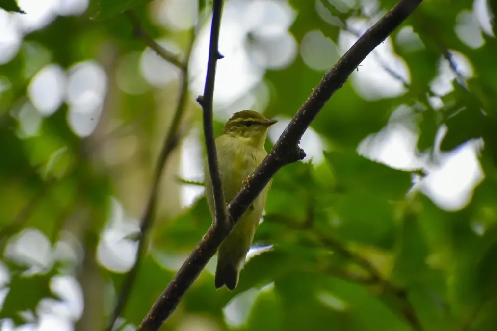 File:Phylloscopus examinandus 90352621.jpg
