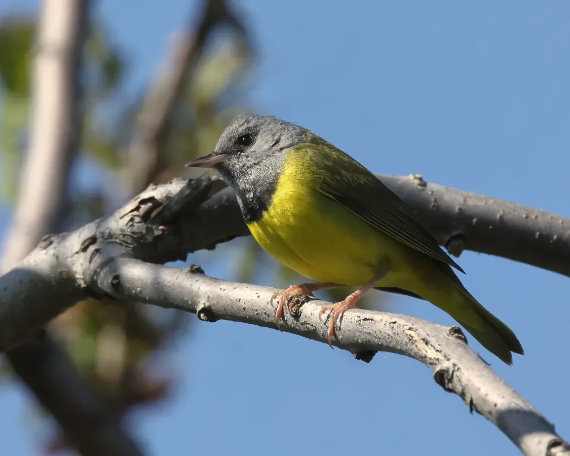 File:Geothlypis philadelphia MP 01.jpg
