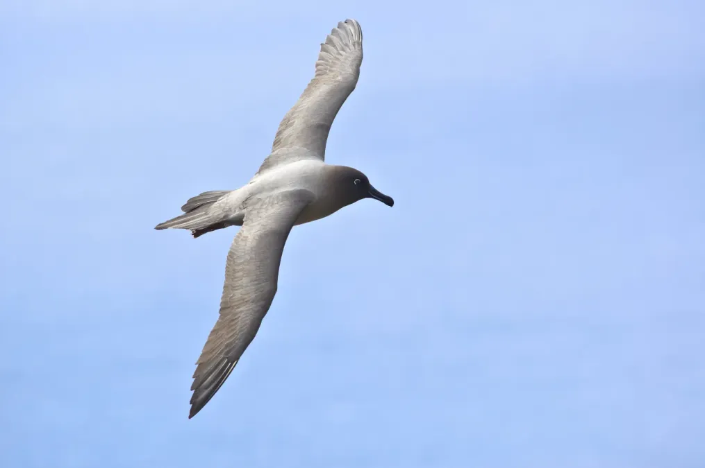 File:Phoebetria palpebrata - Flying 2.jpg