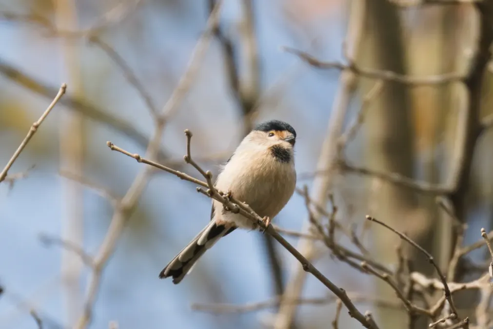 File:Aegithalos glaucogularis 2.jpg