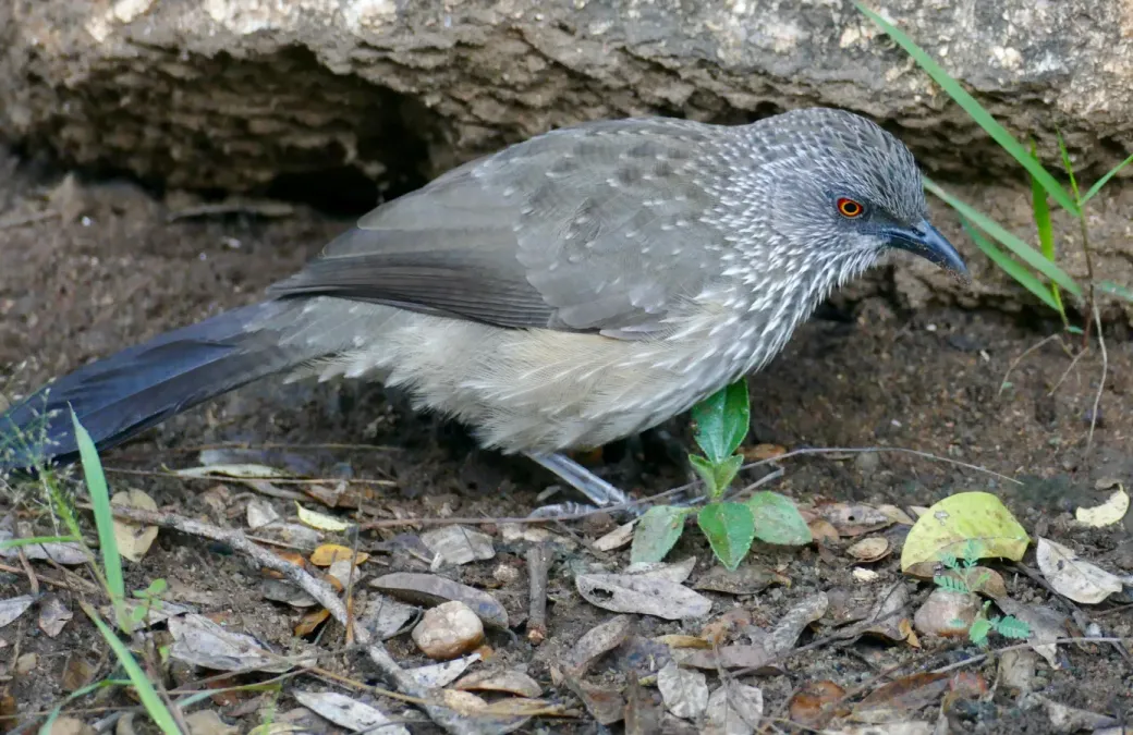 File:Arrow-marked Babbler (Turdoides jardineii) (52098111781).jpg