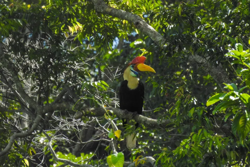 File:Sulawesi hornbill (Rhyticeros cassidix) endemic to Sulawesi.jpg