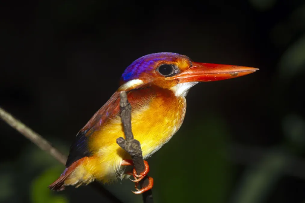 File:Ceyx rufidorsa.jpg