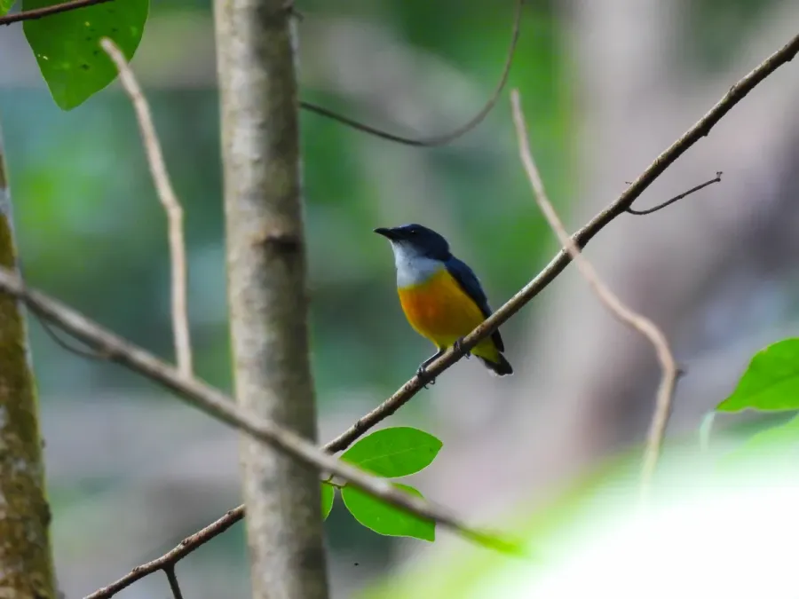 File:Cabai Bunga-api Jantan (Dicaeum trigonostigma).jpg