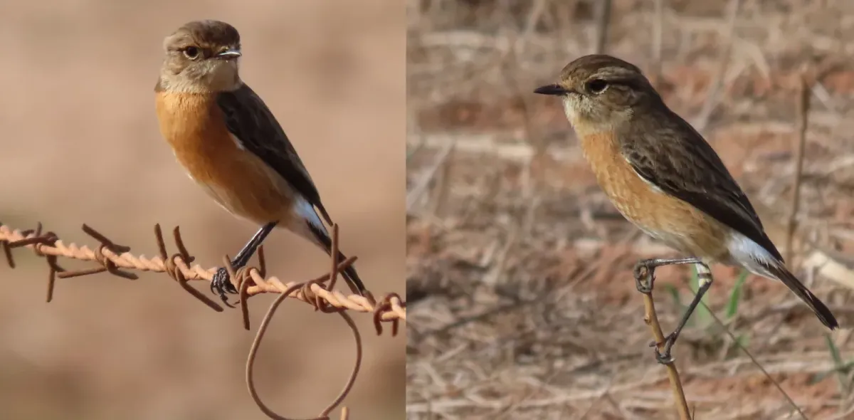 File:African Stonechat Saxicola torquatus, Malmesbury, Western Cape, South Africa IMG 6283d.jpg