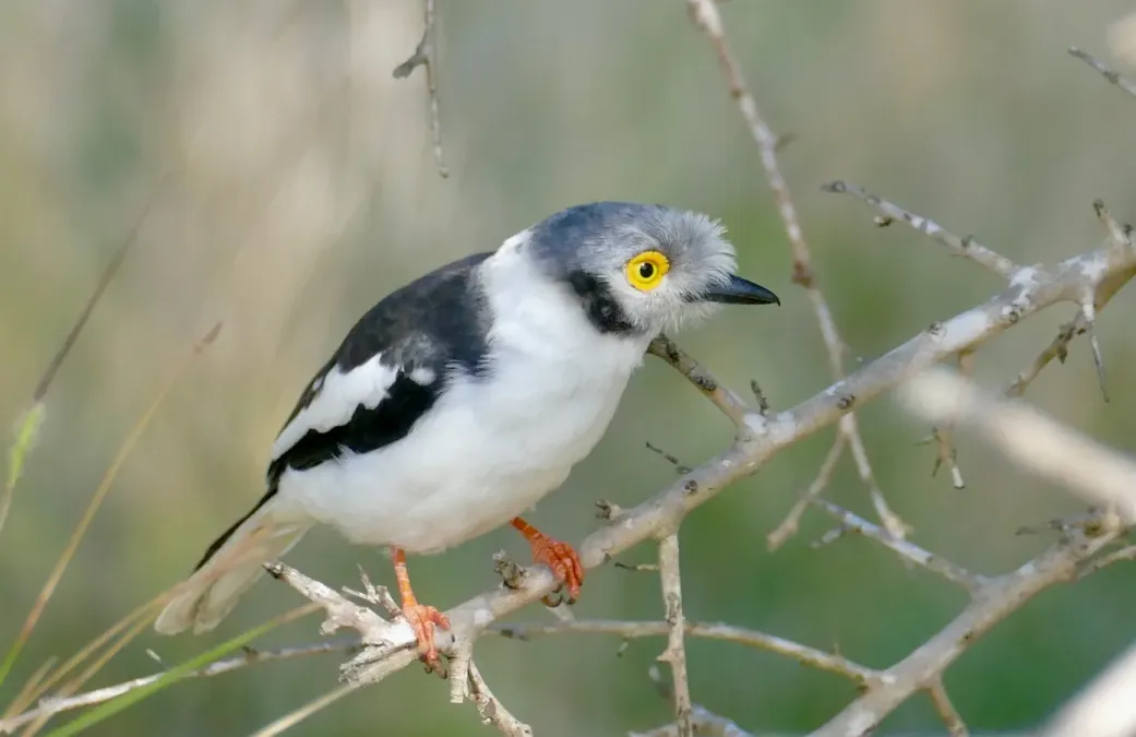 File:White-crested Helmetshrike (Prionops plumatus) (52112883125).jpg