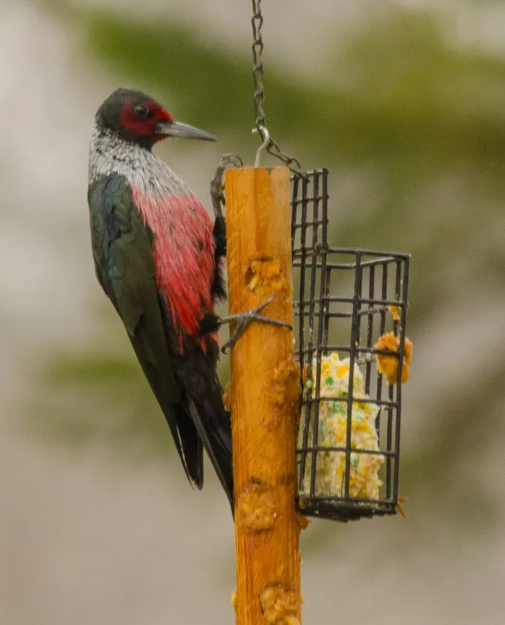 File:Lewis's Woodpecker (Melanerpes lewis).jpg