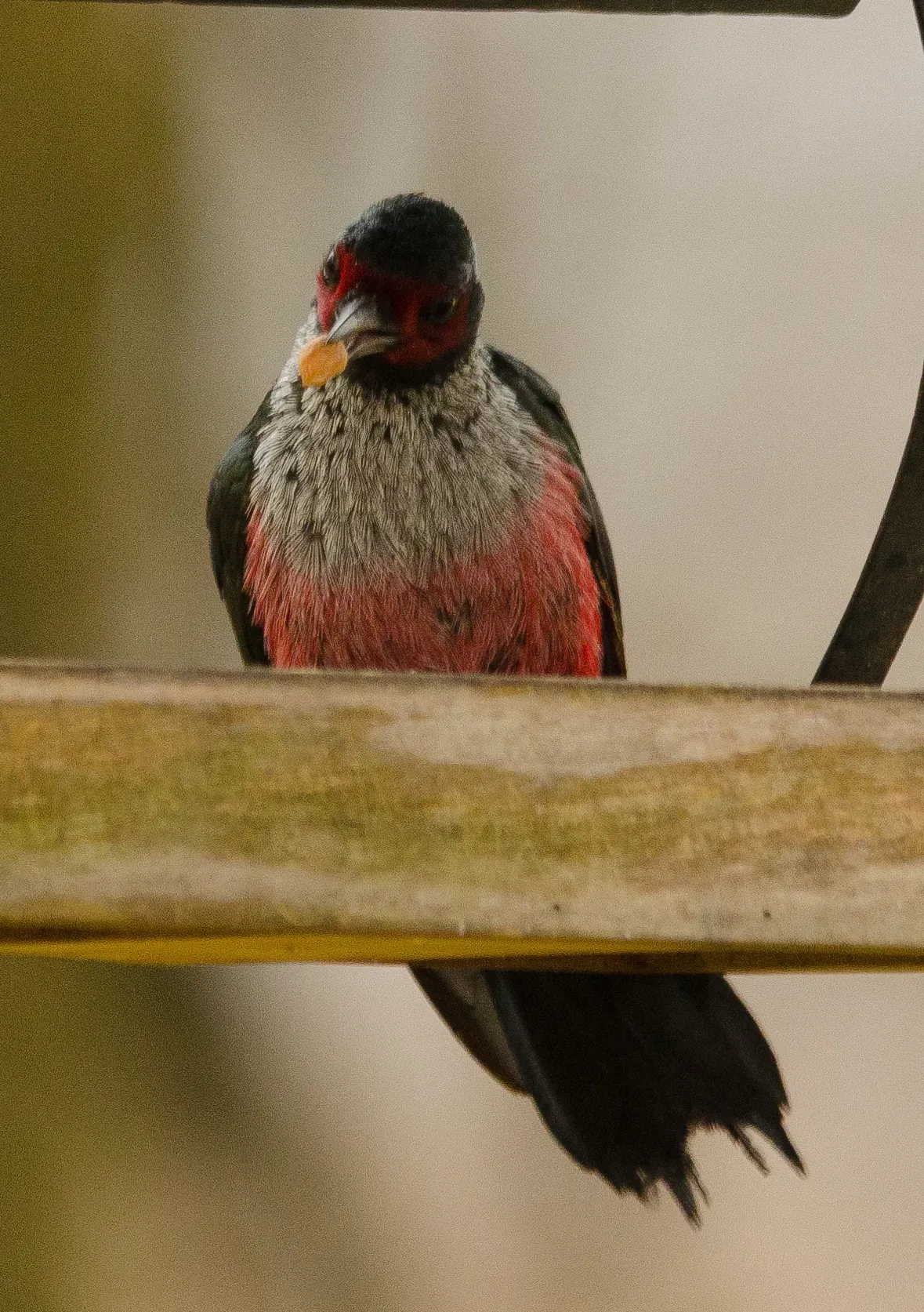 File:Lewis's Woodpecker (Melanerpes lewis) - 23857836585.jpg