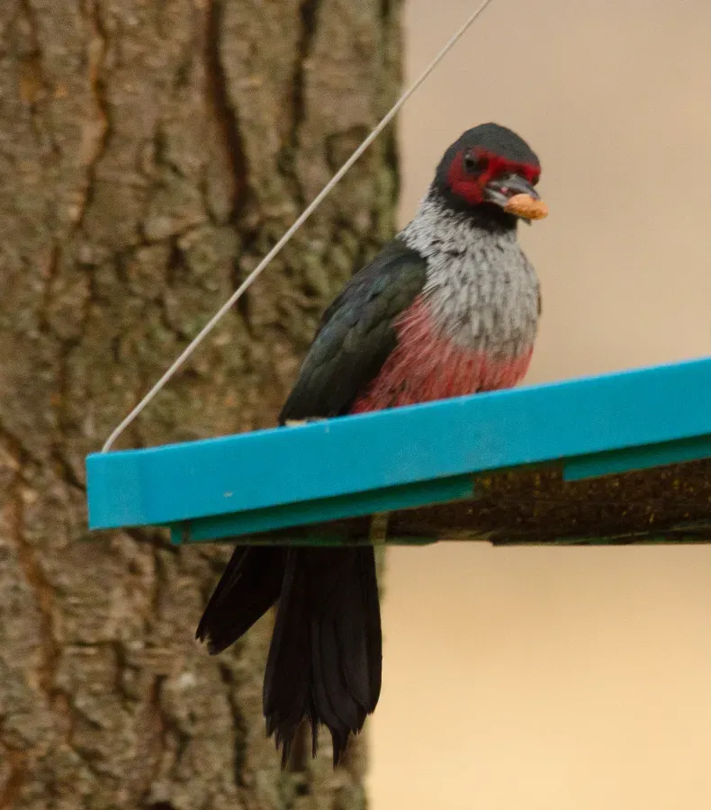 File:Lewis's Woodpecker (Melanerpes lewis) - 23749565552.jpg