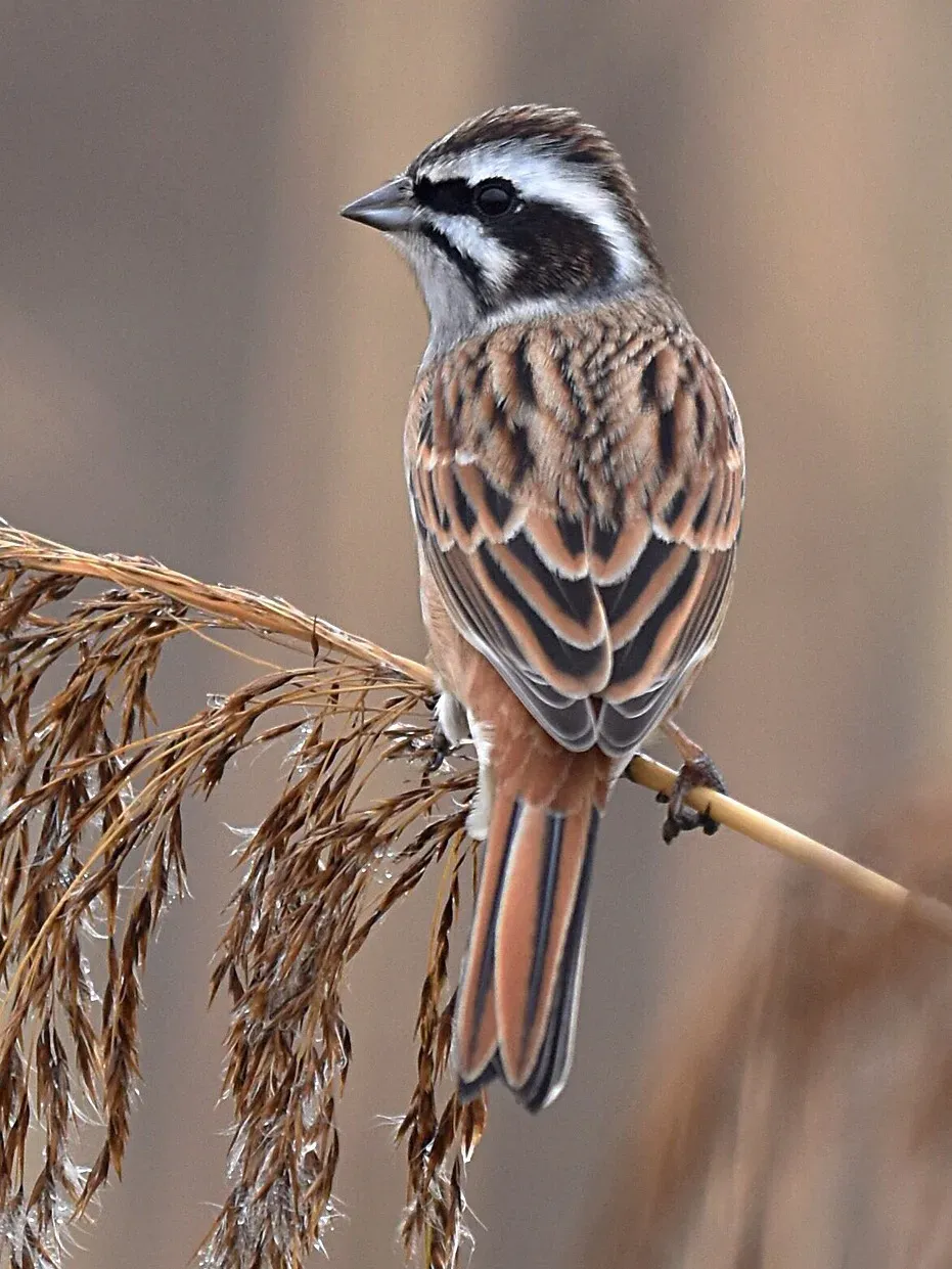 File:Meadow bunting（Emberiza cioides）ホオジロ.jpg